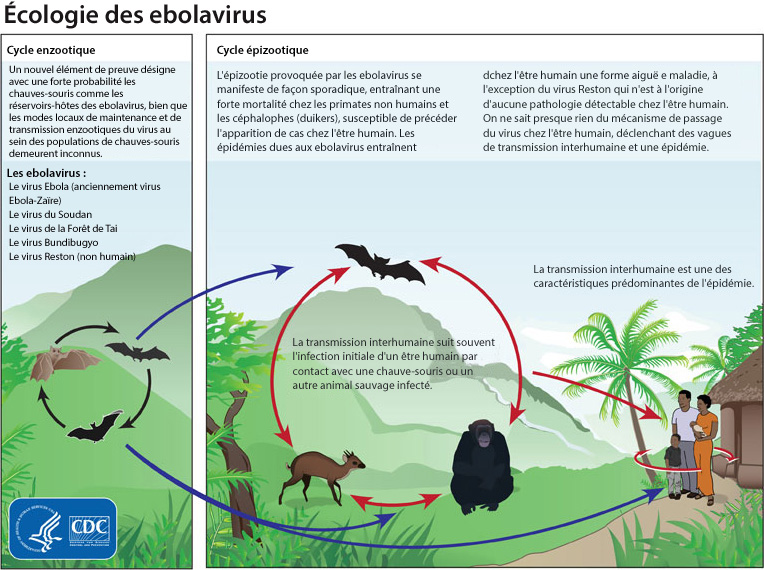 EBOLA_ecology_FR